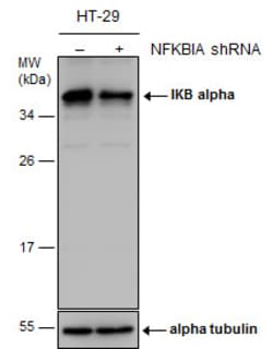 Invitrogen IkB alpha Polyclonal Antibody 100 &mu;L; Unconjugated:Antibodies,