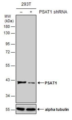 Invitrogen PSAT1 Polyclonal Antibody 100 &mu;L | Buy Online | Invitrogen&trade; | Fisher Scientific