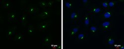 Invitrogen RAB6A Polyclonal Antibody 100 &mu;L; Unconjugated:Antibodies,