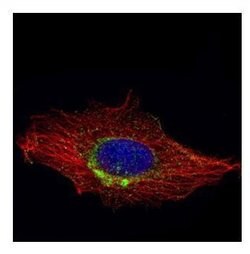 Invitrogen RAB6A Polyclonal Antibody 100 &mu;L; Unconjugated:Antibodies,