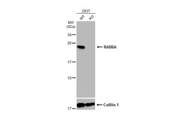 Invitrogen RAB6A Polyclonal Antibody 100 &mu;L | Buy Online | Invitrogen&trade; | Fisher Scientific