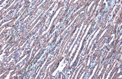 Invitrogen PEX19 Polyclonal Antibody 100 &mu;L; Unconjugated:Antibodies,