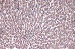 Invitrogen PEX19 Polyclonal Antibody 100 &mu;L; Unconjugated:Antibodies,