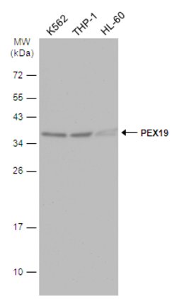 Invitrogen PEX19 Polyclonal Antibody 100 &mu;L; Unconjugated:Antibodies,