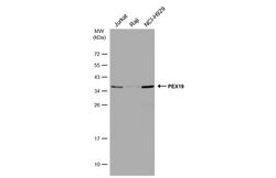 Invitrogen PEX19 Polyclonal Antibody 100 &mu;L; Unconjugated:Antibodies,