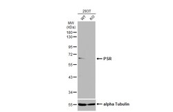 Invitrogen JMJD6 Polyclonal Antibody 100 &mu;L; Unconjugated:Antibodies,