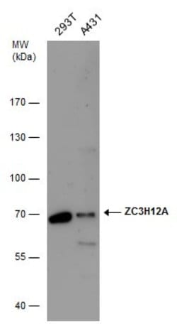 Invitrogen ZC3H12A Polyclonal Antibody 100 &mu;L; Unconjugated:Antibodies,