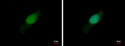 Invitrogen BCL2L15 Polyclonal Antibody 100 μL; Unconjugated:Antibodies,