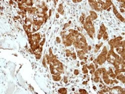 Invitrogen BCL2L15 Polyclonal Antibody 100 μL; Unconjugated:Antibodies,