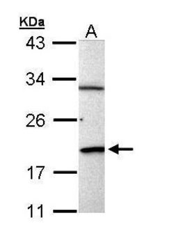 Invitrogen BCL2L15 Polyclonal Antibody 100 μL; Unconjugated:Antibodies,