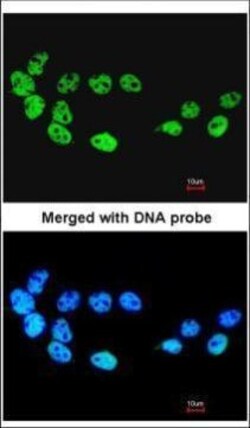 Invitrogen Cdc26 Polyclonal Antibody 100 μL; Unconjugated:Antibodies,