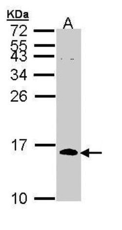 Invitrogen Cdc26 Polyclonal Antibody 100 μL; Unconjugated:Antibodies,