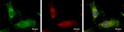 Invitrogen FIS1 Polyclonal Antibody 100 μL; Unconjugated:Antibodies,