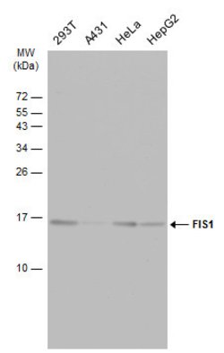Invitrogen FIS1 Polyclonal Antibody 100 μL; Unconjugated:Antibodies,