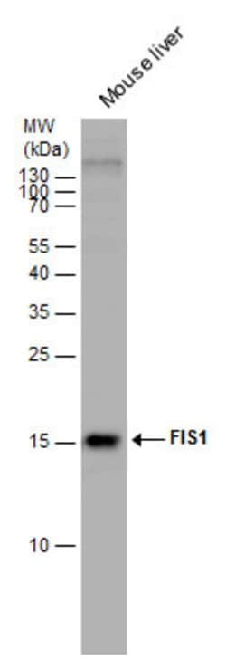 Invitrogen FIS1 Polyclonal Antibody 100 μL; Unconjugated:Antibodies,