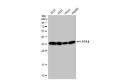 Invitrogen PPA1 Polyclonal Antibody 100 &mu;L; Unconjugated:Antibodies,
