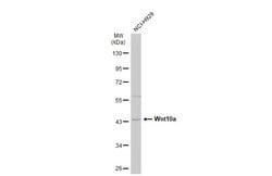 Invitrogen WNT10A Polyclonal Antibody 100 &mu;L; Unconjugated:Antibodies,