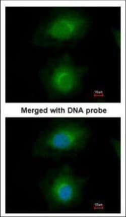 Invitrogen MVD Polyclonal Antibody 100 &mu;L; Unconjugated:Antibodies,