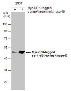 Invitrogen STK40 Polyclonal Antibody 100 &mu;L; Unconjugated:Antibodies,