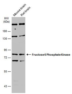 Invitrogen PFKM Polyclonal Antibody 100 &mu;L; Unconjugated:Antibodies,