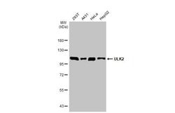 Invitrogen ULK2 Polyclonal Antibody 100 &mu;L; Unconjugated:Antibodies,