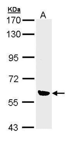 Invitrogen OXSR1 Polyclonal Antibody 100 &mu;L; Unconjugated:Antibodies,