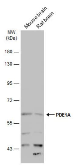 Invitrogen PDE1A Polyclonal Antibody 100 &mu;L | Buy Online | Invitrogen&trade; | Fisher Scientific