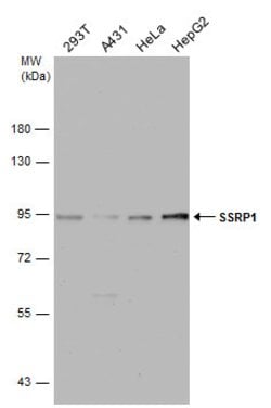 Invitrogen SSRP1 Polyclonal Antibody 100 &mu;L; Unconjugated:Antibodies,