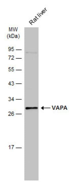 Invitrogen VAPA Polyclonal Antibody 100 &mu;L | Buy Online | Invitrogen&trade; | Fisher Scientific