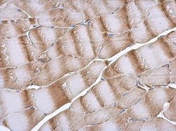 Invitrogen NDUFB5 Polyclonal Antibody 100 &mu;L; Unconjugated:Antibodies,