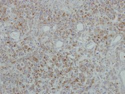 Invitrogen NDUFB5 Polyclonal Antibody 100 &mu;L; Unconjugated:Antibodies,
