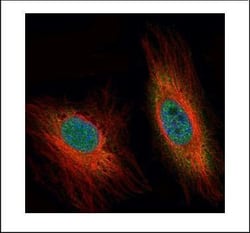 Invitrogen DEDD Polyclonal Antibody 100 &mu;L | Buy Online | Invitrogen&trade; | Fisher Scientific