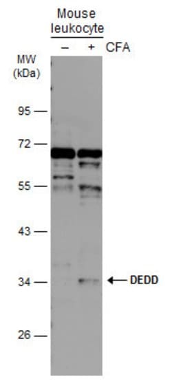 Invitrogen DEDD Polyclonal Antibody 100 &mu;L | Buy Online | Invitrogen&trade; | Fisher Scientific