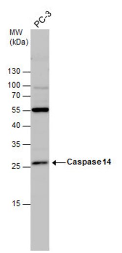 Invitrogen Caspase 14 Polyclonal Antibody 100 &mu;L | Buy Online | Invitrogen&trade; | Fisher Scientific