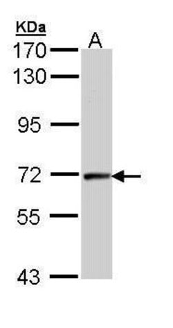 Invitrogen Cyclin T2 Polyclonal Antibody 100 &mu;L; Unconjugated:Antibodies,