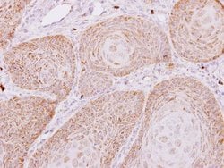 Invitrogen PECR Polyclonal Antibody 100 &mu;L; Unconjugated:Antibodies,