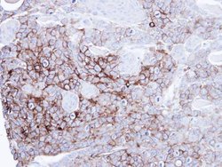 Invitrogen Intestinal Alkaline Phosphatase Polyclonal Antibody 100 &mu;L | Buy Online | Invitrogen&trade; | Fisher Scientific