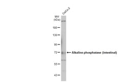 Invitrogen&trade;&nbsp;Intestinal Alkaline Phosphatase Polyclonal Antibody