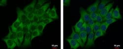 Invitrogen AdoHcyase 3 Polyclonal Antibody 100 &mu;L; Unconjugated:Antibodies,