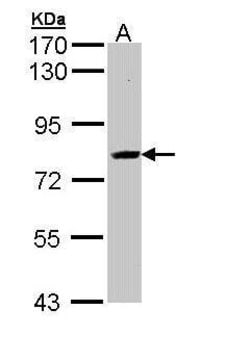 Invitrogen AdoHcyase 3 Polyclonal Antibody 100 &mu;L; Unconjugated:Antibodies,
