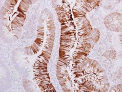 Invitrogen AdoHcyase 3 Polyclonal Antibody 100 &mu;L; Unconjugated:Antibodies,