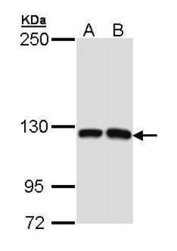 Invitrogen MCF2L Polyclonal Antibody 100 &mu;L; Unconjugated:Antibodies,