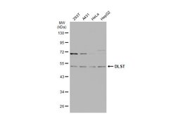 Invitrogen DLST Polyclonal Antibody 100 &mu;L | Buy Online | Invitrogen&trade; | Fisher Scientific