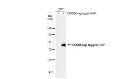 Invitrogen HHIP Polyclonal Antibody 100 &mu;L; Unconjugated:Antibodies,