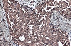 Invitrogen Caspase 9 Polyclonal Antibody 100 &mu;L; Unconjugated:Antibodies,