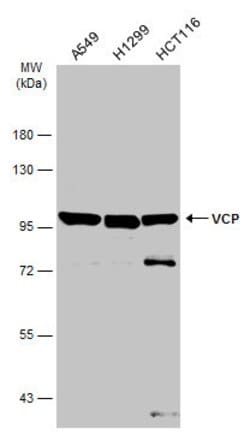 Invitrogen VCP Polyclonal Antibody 100 &mu;L; Unconjugated:Antibodies,