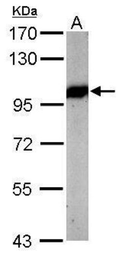Invitrogen VCP Polyclonal Antibody 100 &mu;L; Unconjugated:Antibodies,