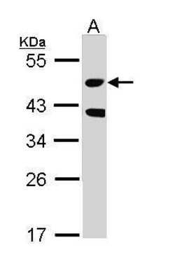 Invitrogen MST3 Polyclonal Antibody 100 &mu;L; Unconjugated:Antibodies,