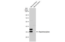 Invitrogen Aspartoacylase Polyclonal Antibody 100 &mu;L; Unconjugated:Antibodies,