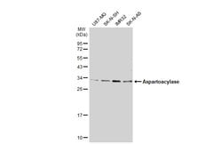 Invitrogen Aspartoacylase Polyclonal Antibody 100 &mu;L; Unconjugated:Antibodies,
